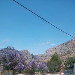 Blaue Bäume in Andalusien 😄