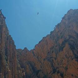 Über uns kreisen die Gänsegeier