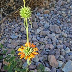 Blümchen im Straßengraben.