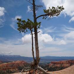 ist das ein toller Baum?