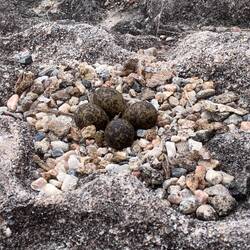 We had a long discussion about whether the eggs belong to bird or reptile family. Smart and artistic