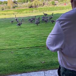 Torben dyreelsker fodrer gæs