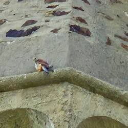 Den Turmfalken konnten wir beobachten