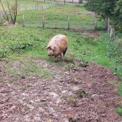 Es gibt in dem Tierpark hauptsächlich heimische Tierwelt zu beaobachten