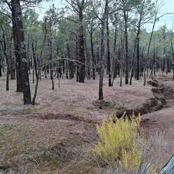 More native pine forest - recovering areas, where feral goats and grazing livestock removed