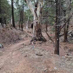 Trail through another creek bed. These white gums are stunning