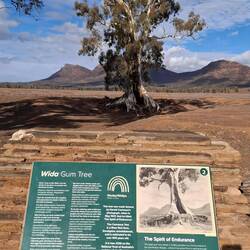 Cazneaux's tree