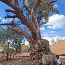 Hundreds of years old