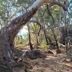 Oraparinna Creek, near rock carvings. Had pools of fresh water below this spot
