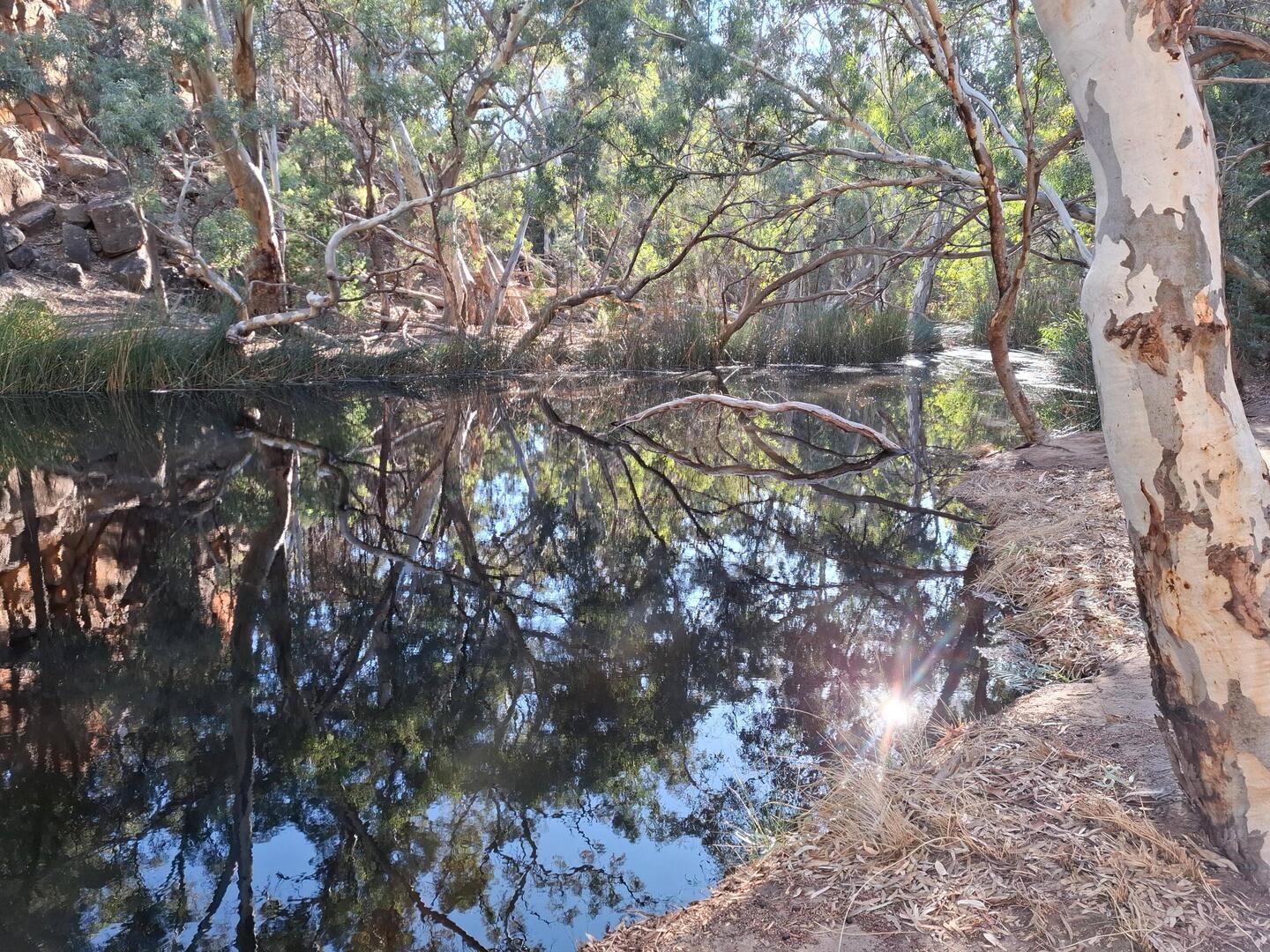 Wilpena waterhole - one of the few permanent surface water sources
