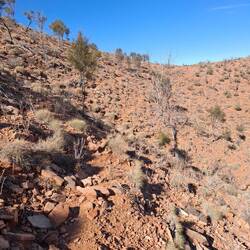 This was the trail, heading to the lookout - the goat highways/tracks were more visible!