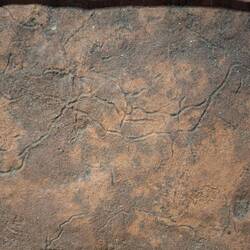 Preserved tracks of a worm that swam through the algal soup, that feed all these critters