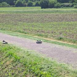 "Es befinden sich Tiere auf der Fahrbahn"