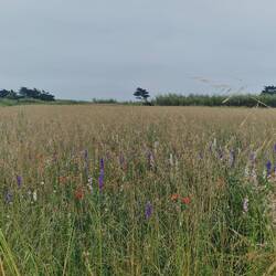 🌷🪻🌱🌻🌾bunt und wild ....