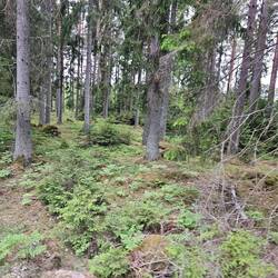 Wald.