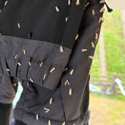 Millionen dieser kleinen Schnaken fliegen um uns herum und so sehen meine Hosen aus