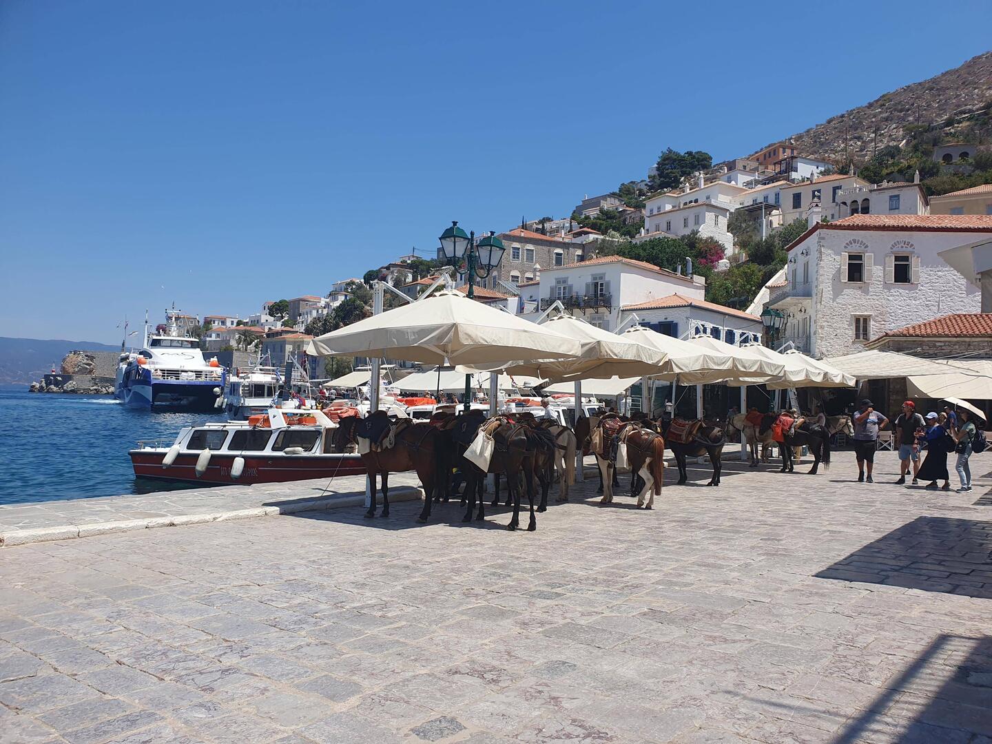 There are no cars on the island. The mules are lined up waiting for customers.