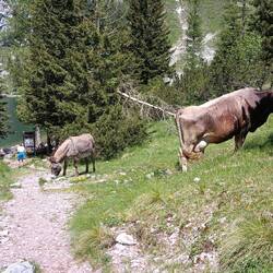 Esel und Kühe interessieren sich nicht für die Touristen