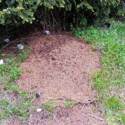 Ameisenhaufen, bei uns eine Seltenheit