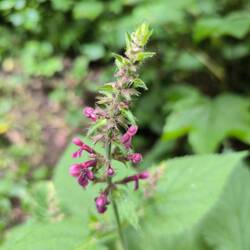 Waldziest