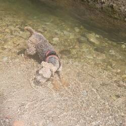 Milù adora questw "enormi ciotole di acqua" 😄