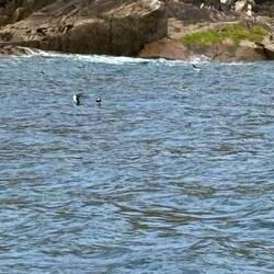 Suchbild mit 2 Papageitauchern😁