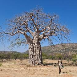 Baobab (Affenbrotbaum )