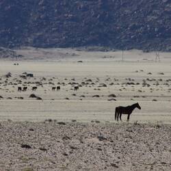 ...auch auf die Wildpferde der Namib stoßen wir