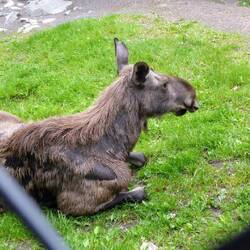 Jagd im städtischen Tierpark