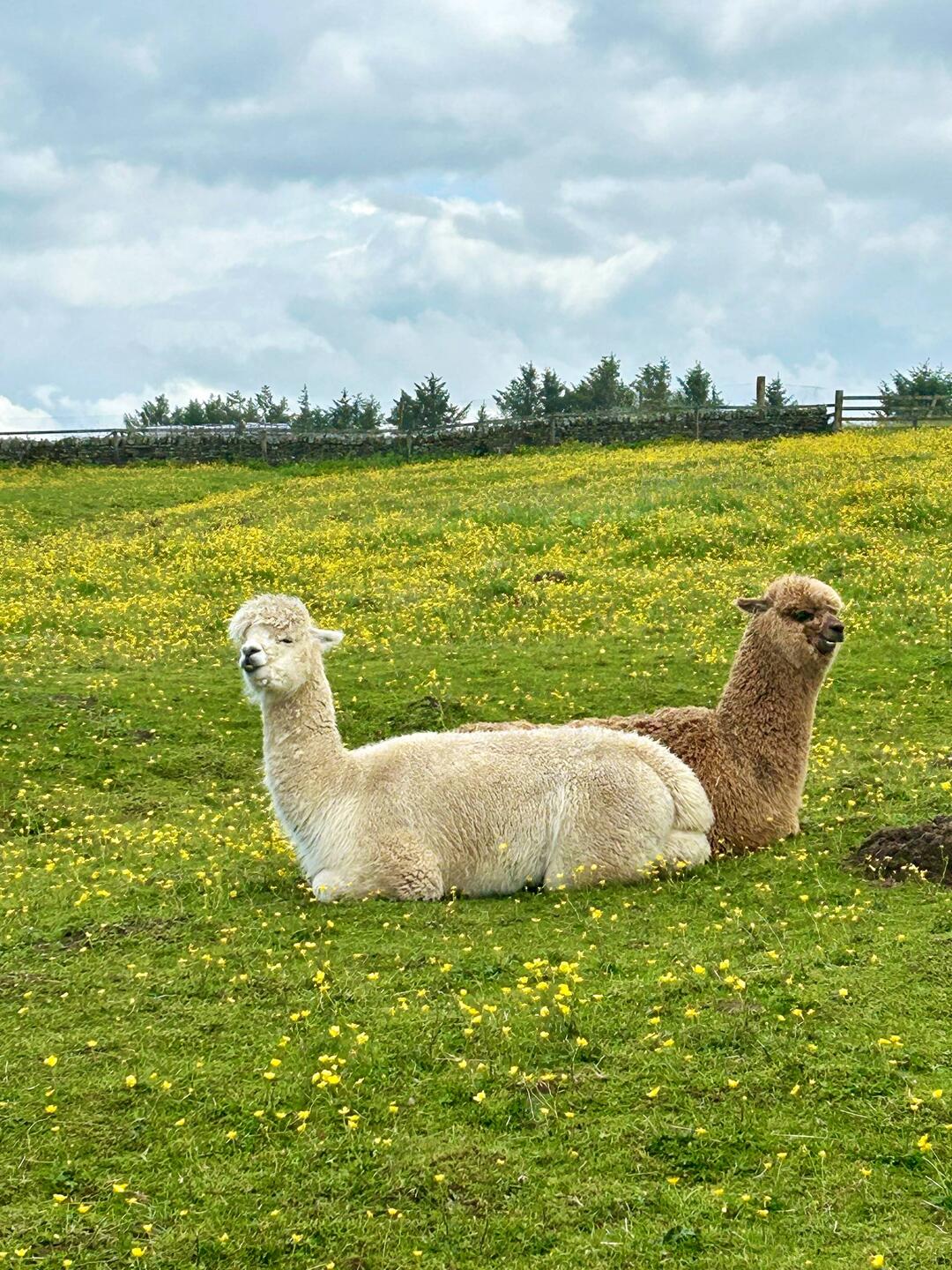 Knuffig