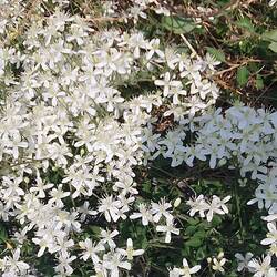 Diese duften nach Honig