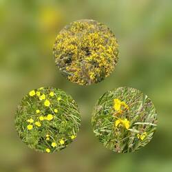 gelb die Farbe der Landschaft - gelbe Schwertlilien, Besenginster, scharfer Hahnenfuß