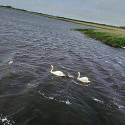 Schwanenpaar mit Nachwuchs