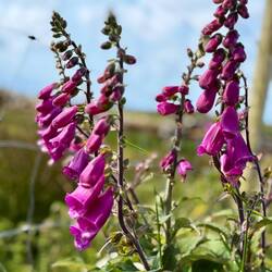 Lots of foxgloves blooming