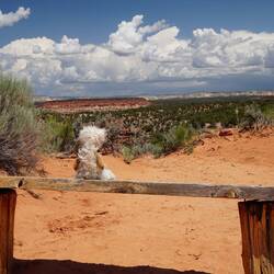wir glauben, er sehnt sich nach Wolfi, denn er blickt Richtung Escalante :)