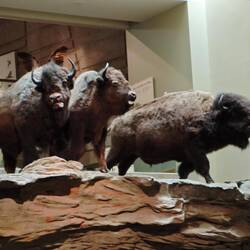 Buffalo jump