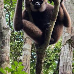 Gibbon