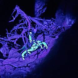 Glowing Skorpion