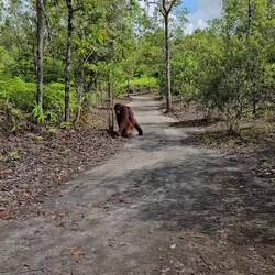 Orangutan- Gibbon - Orangutan