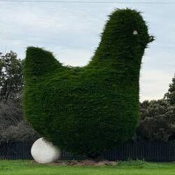 Huge chicken hedge!!!