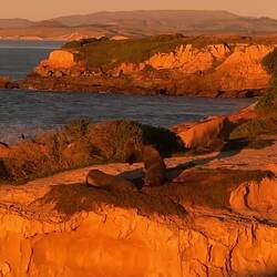 Fur seals at Shag Point as we ate our breakfast