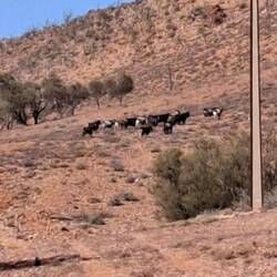 Mobs of feral goats everywhere