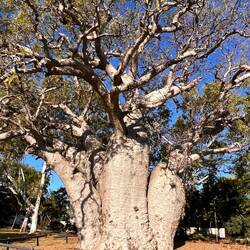 Largest Boab in captivity - approx. 2,000 years old