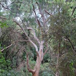 One big gumtree was quite a surprise