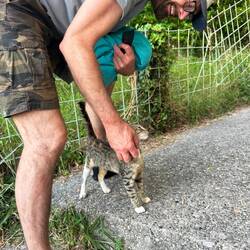 Immer wieder begegnen wir schmusebedürftigen Mauzis 😻
