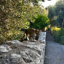 Diese ist besonders gwundrig