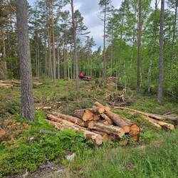 Überall zwischendurch: Holzeinschlag