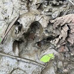 Tapirspuren überall