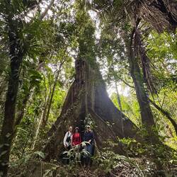 Ca 500 Jahre alter Baum