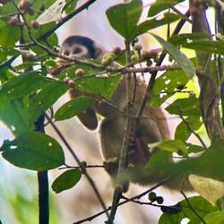 💀-Äffchen ☺️
